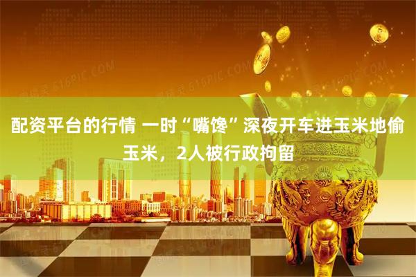 配资平台的行情 一时“嘴馋”深夜开车进玉米地偷玉米，2人被行政拘留