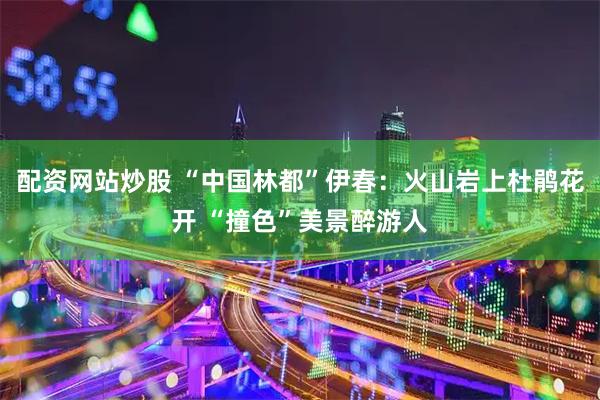 配资网站炒股 “中国林都”伊春：火山岩上杜鹃花开 “撞色”美景醉游人